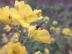 油菜花