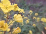 油菜花