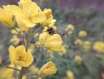 油菜花