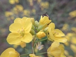 油菜花