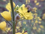 油菜花