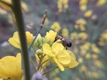 油菜花