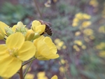 油菜花