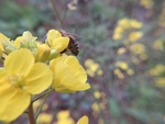 油菜花