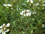繁缕