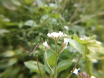 繁缕