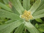 芙蓉菊