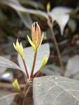 木犀