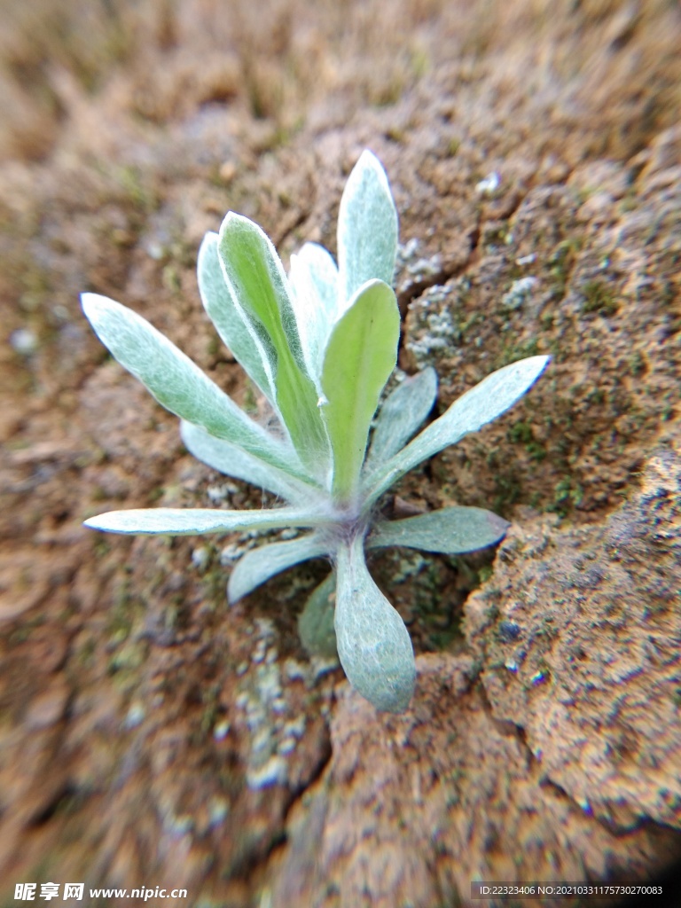 芙蓉菊