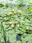 莲花