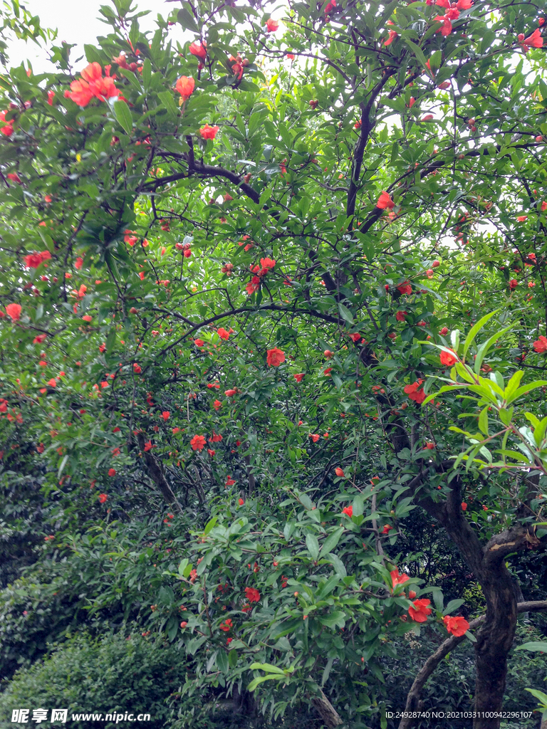 石榴花
