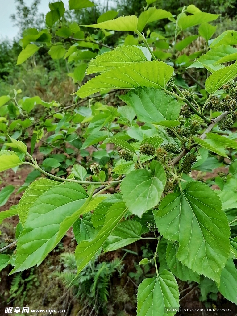 桑椹 桑果子 桑树 春天 自然