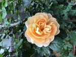 鲜花