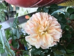鲜花