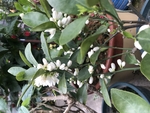鲜花