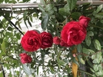 鲜花