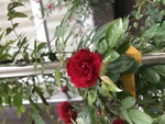 鲜花