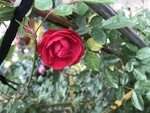 鲜花