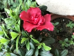 鲜花