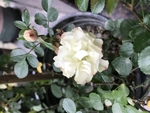 鲜花