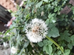 蒲公英