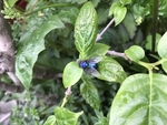 苍蝇