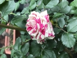 鲜花