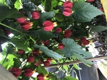 鲜花