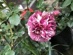 鲜花