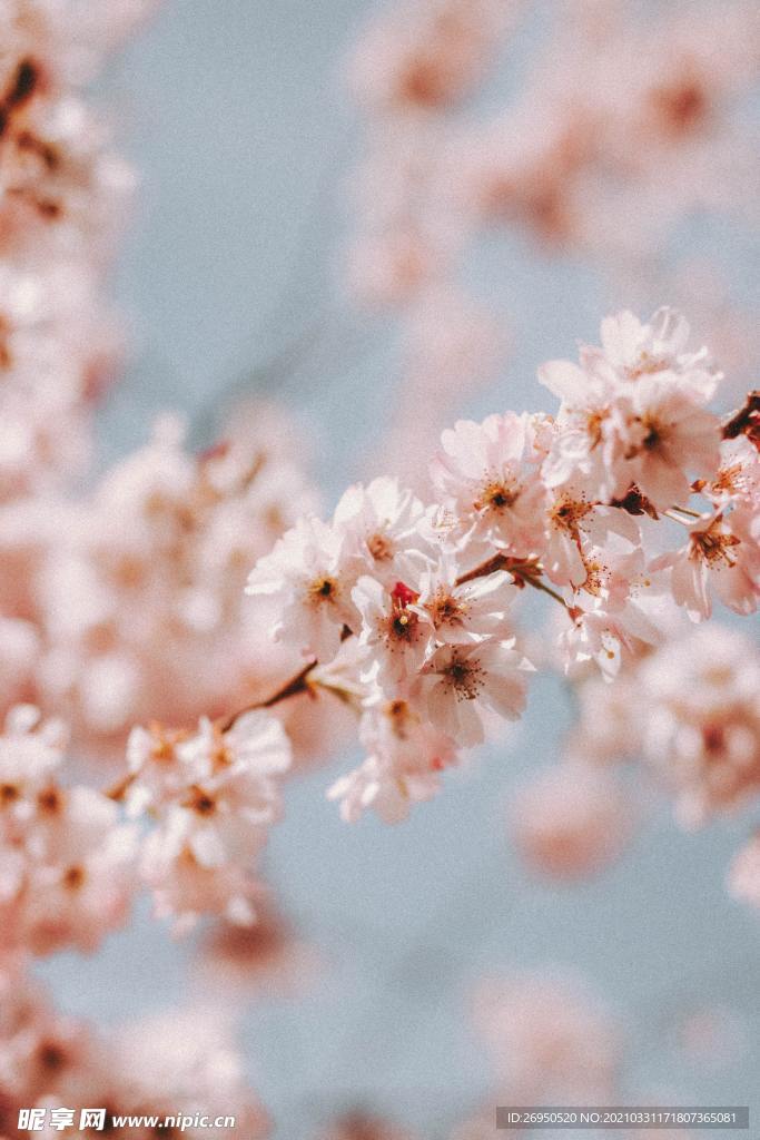 桃花