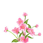 插画花朵卡通植物元素