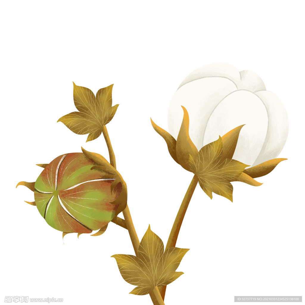 卡通插画植物棉花元素