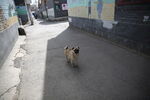 八哥犬