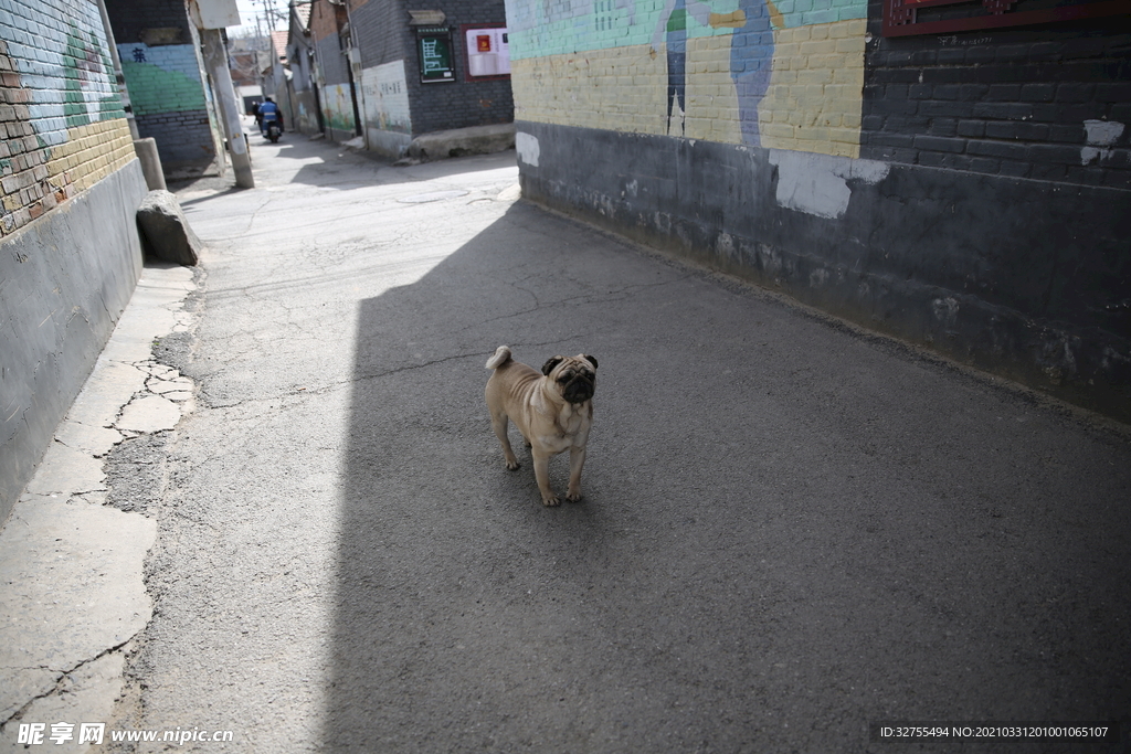 八哥犬