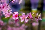 一枝桃花