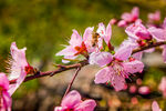 蜜蜂和桃花