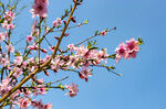 桃花 枝