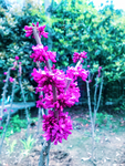 阳春三月