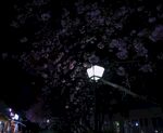 花下灯