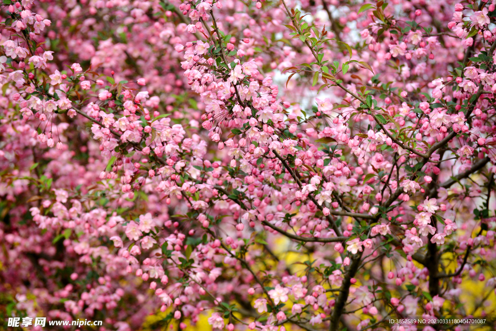粉色满树西府海棠花