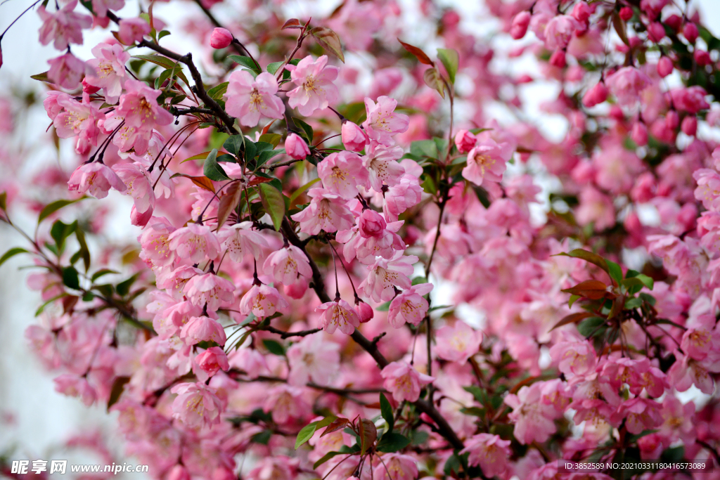 垂丝海棠 春天的海棠花