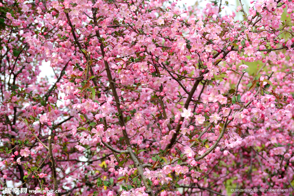 垂丝海棠粉色花朵