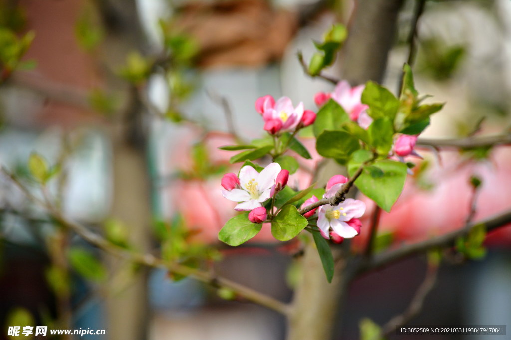 垂丝海棠花苞摄影