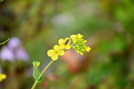 蜜蜂采蜜油菜花