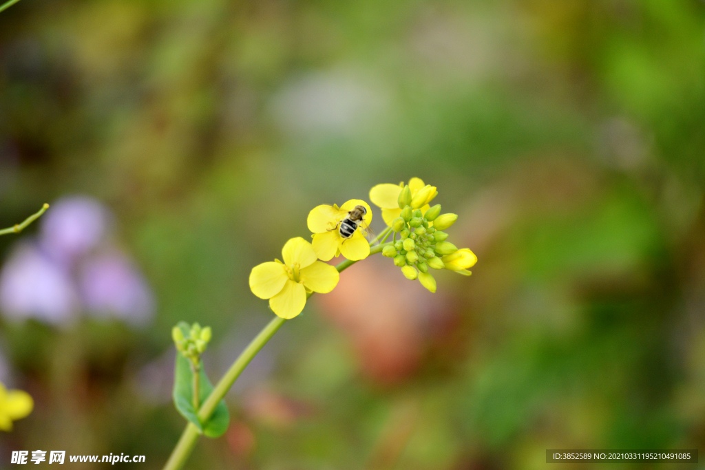 蜜蜂采蜜油菜花