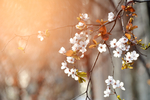 阳光下紫叶李花