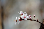 粉色紫李花特写
