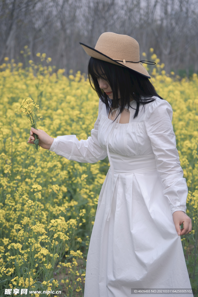 春日油菜花田