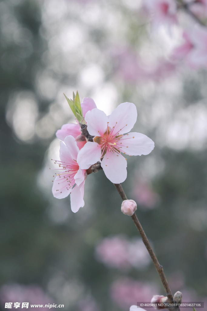 春日公园