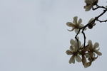 白玉兰 春天 花朵 自然